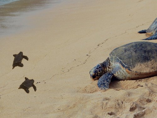 Turtle Hatchery Tour