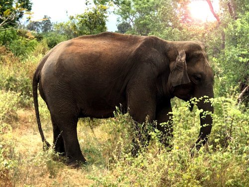 Udawalawe Wildlife Safari